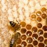 Для чего и как пчелы делают мед?